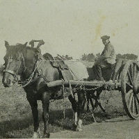 Expositie: Trekpaarden - immaterieel erfgoed