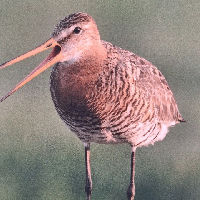 Fotoexpositie Weidevogels