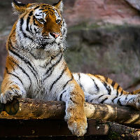 Dierendag in de Bibliotheek – Ontdek de wereld van roofdieren!