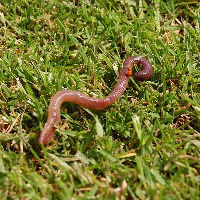 Mad Science wormenwereld | voorlezen & workshop | 4-7 jr.