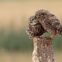 Natuurlezing: Uilen - De stille jagers van de nacht