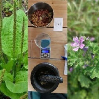 Workshop Kruiden en Huidverzorging