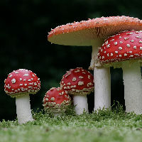 Lezing Groei en Bloei: Verborgen leven van wilde planten en de herfst op zijn mooist