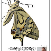 TheaterCinema: Film 'Metamorphosis' met nabespreking door filmmaker Pim Zwier