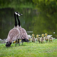 Bij ons in de familie