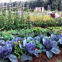 Groen doen: Hoe start je een succesvolle moestuin?