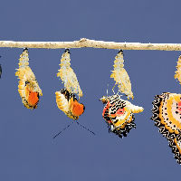 Lezing Doris Schillings 12-02-2026 19:00
