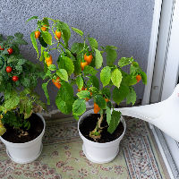 Groentes op je balkon