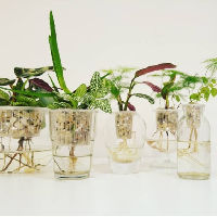 Workshop: Hydrocultuur