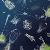 Workshop: micro-organismen bekijken (8+)