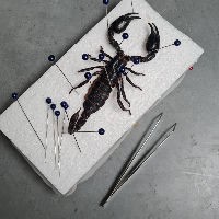 Gothic Horror Festival | Workshops Taxidermie (NL) 31-10-2025 21:20