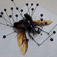 Gothic Horror Festival | Workshops Taxidermie (NL) 31-10-2025 19:45