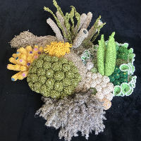 Expositie Corallium