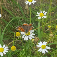 Groen Café: Lezing en wandeling 'verander je kijk op onkruid'