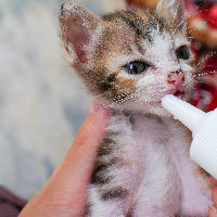 Wat wil jij later worden? - Kindercollege Beroepen 21-01-2026 15:30