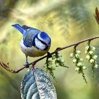 Tuinvogeltelling met het IVN en Groei & Bloei