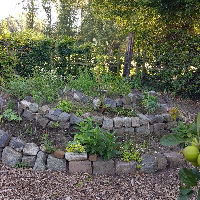 Plantenwandeling bij molen Den Evert
