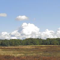 Themacafé: Flora en fauna van de Tafelbergheide