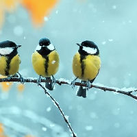 Vogels in de winter