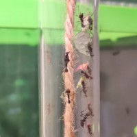 Waanzinnige mieren als huisdier (6+)