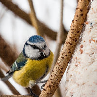 Workshop: Samen knutselen voor de vogels