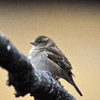 Lezing: een vogelvriendelijke tuin - door Betty Kooistra