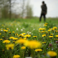 Ontdek de kracht van de paardenbloem