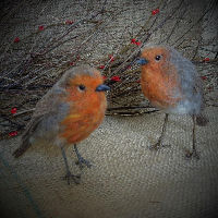 Dag & Dauw 26-03-2026 14:00