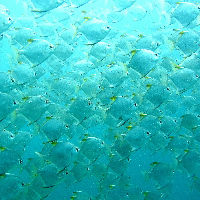 Kunstlab - Doorkijkvis (7+)