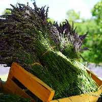 Geur, de vergeten sensatie