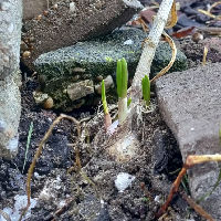 Workshop: Guerilla Gardening