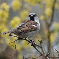 Lezing: het bijzondere leven van de huismus
