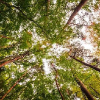 Bomen in het voorjaar