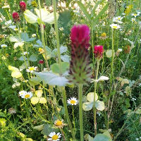 Ecologisch tuinieren – klein beginnen, groot effect - IVN