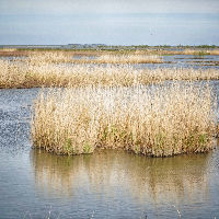 Themacafé: Marker Wadden