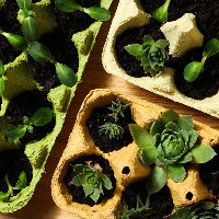 Workshop: Aan de slag met stekjes (6-10 jaar)