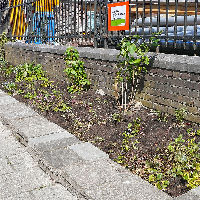 Workshop: Guerilla Gardening