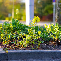 Workshop: Guerilla Gardening