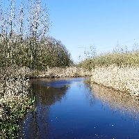 Plantenwandeling Natuurgebied Starkriet