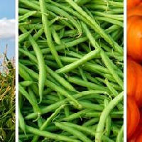 Groen doen: de 3-eenheid in je moestuin