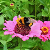 Plantenwandeling Buurttuin de Heise Plak