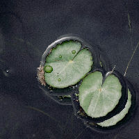 Plantenwandeling Het Loove