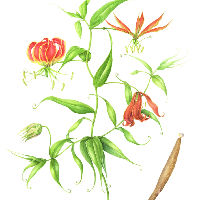 Cursus Botanisch Tekenen