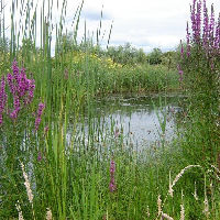 Lezing: De natuurtuin