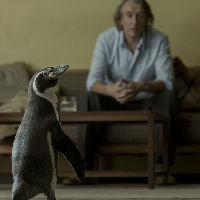 Filmavond: Over een man en de pinguïn die zijn leven verandert