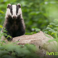 IVN Lezing over de Das