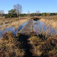 Stikstof in het Buurserzand