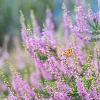 Stikstof in het Buurserzand