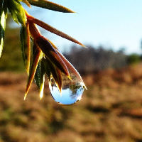 Natuuravond: Met dankbare ogen de natuur zien