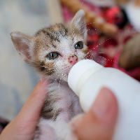 Wat wil jij later worden? - Kindercollege Beroepen 10-06-2026 14:00